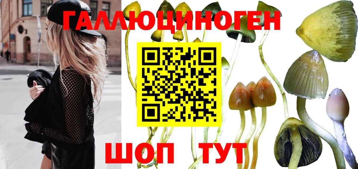 Псилоцибиновые грибы Psilocybine cubensis Ревда